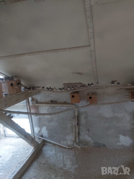 Продавам амадини-финки, снимка 1