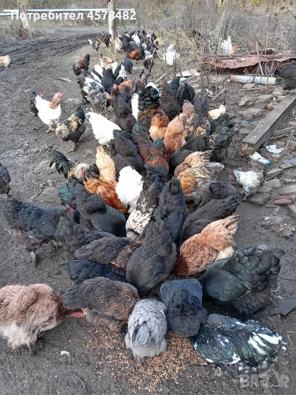 продавам свободно отглеждани кокошки, снимка 1