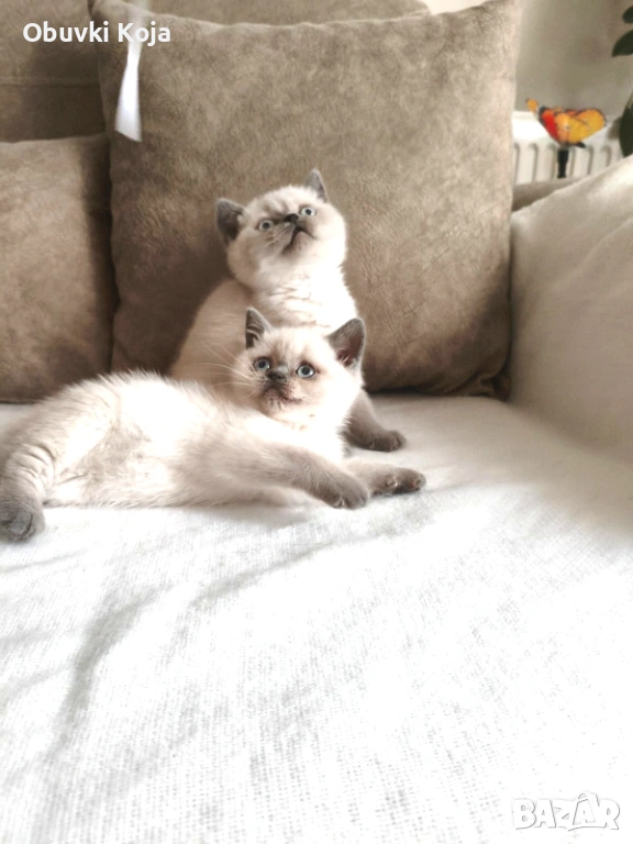 Уникални момиченца свикнало с малко детенце страхотен подарък за вашите любими , снимка 1