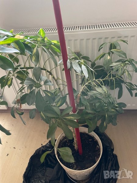 Шефлера, снимка 1