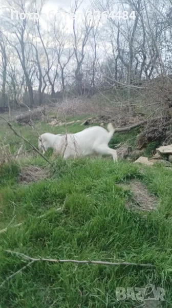 Продавам пръчле на 1г., снимка 1