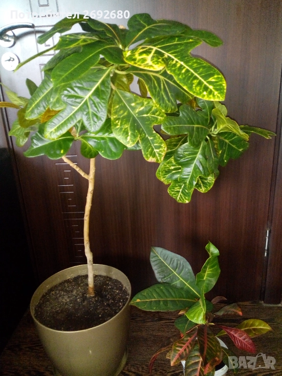 Планински кротон, височина 45-100см./цени в описанието , снимка 1