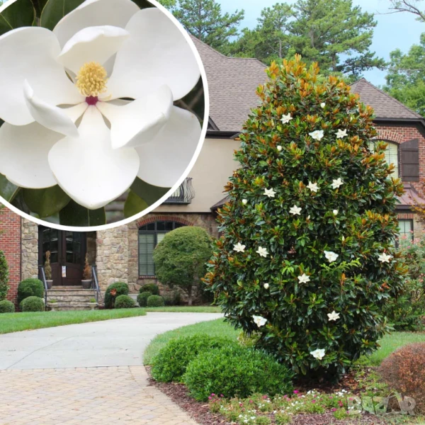 Магнолия Грандефлора, снимка 1