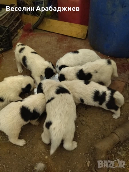 Каракачанки , снимка 1