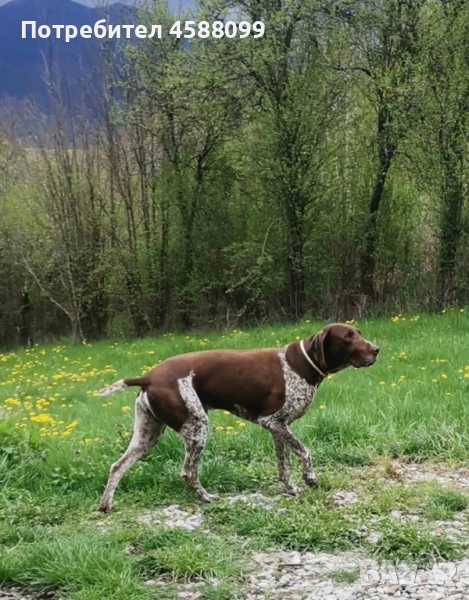 Продавам  малки Курцхари., снимка 1