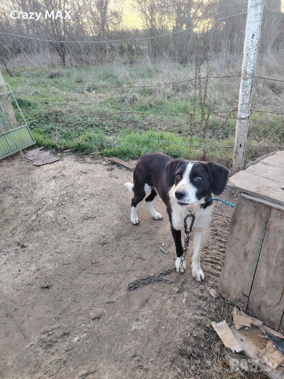 Роки търси нов дом , снимка 1