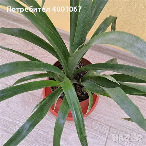  стайно растение, снимка 1