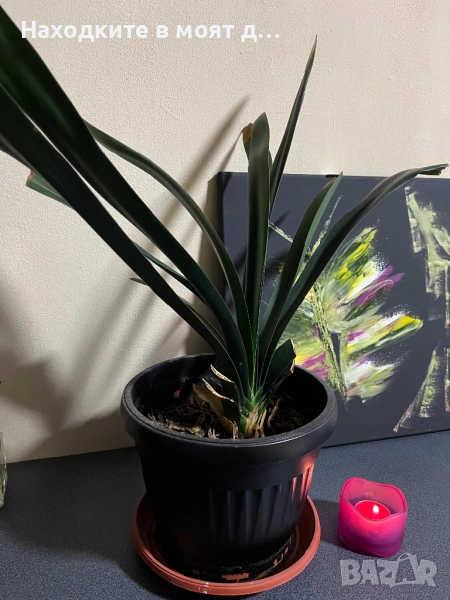 Кливия оранж, снимка 1