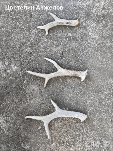 Рога за декорация , снимка 1