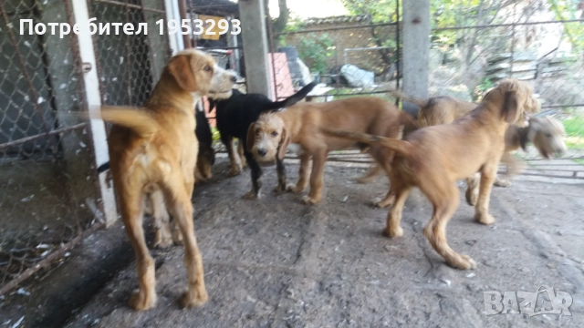 Бараци обучени за лов на диви свине , снимка 3 - Гонче - 52274389