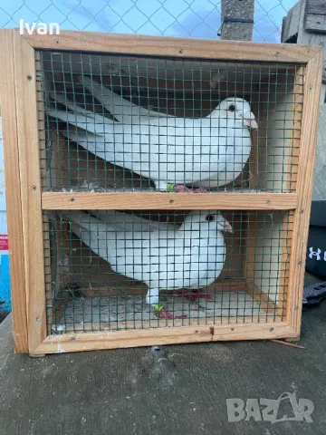 Бели гълъби за сватба тържества