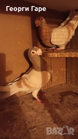 Бг изложбени пощенски гълъби, снимка 5 - Гълъби - 49337384