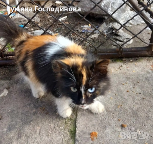 Подарявам красиво коте