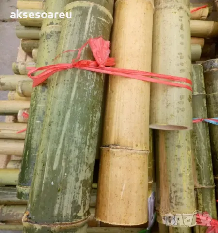 Висококачествени Семена от бамбук Moso Bambo декоративни растения за дома и двора бамбуков разсад, снимка 14 - Сортови семена и луковици - 49007699