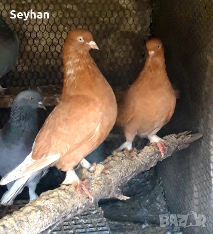 Гълъби мардини 