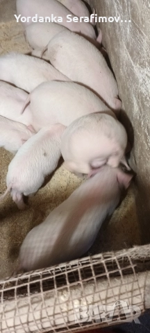 прасенца, снимка 4 - Прасета - 52814781