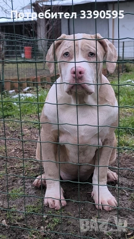 Aмериканско Були Хл 