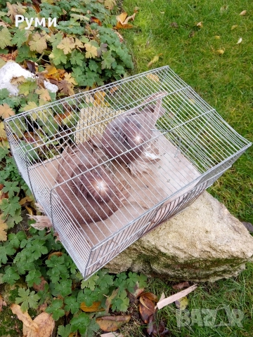 Продавам гълъби Димкежи