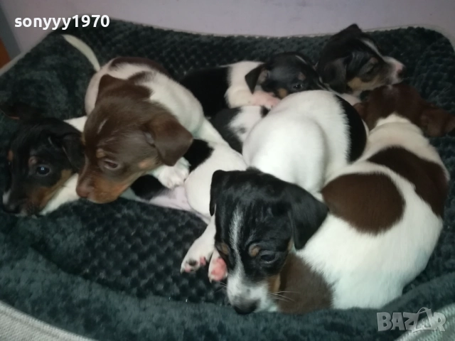 ДЖАК РЪСЕЛ 250ЛВ ЗА БРОЙ 2709251829, снимка 6 - Джак ръсел териер - 51859010