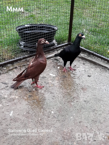 Гълъби, снимка 2 - Гълъби - 52899230