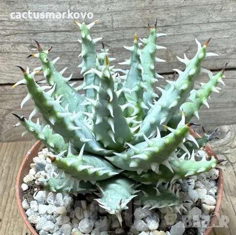 Aloe melanacantha v. erinacea