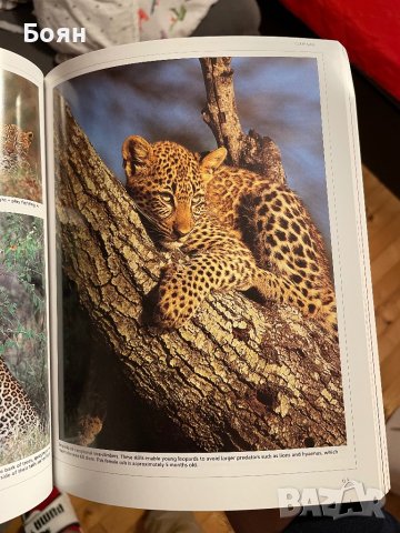 Jonathan Scott's Safari Guide to East African Animals, снимка 3 - Енциклопедии, справочници - 42998230