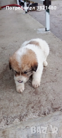 Каракачански кученца , снимка 3 - Каракачанска овчарка - 52618838