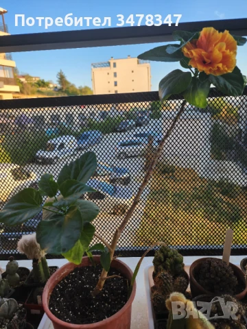 Стаен хибискус, снимка 4 - Стайни растения - 51020293