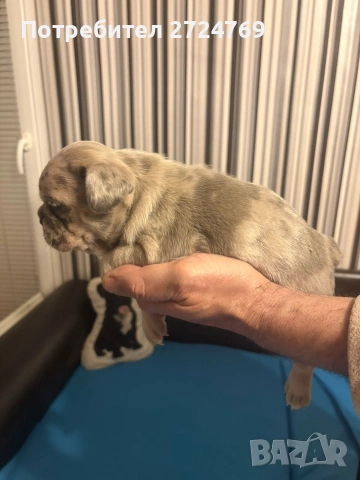 Френски булдог - булдоче, снимка 2 - Френски булдог - 53580935