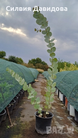 Евкалипт , снимка 3 - Други стоки за дома - 52773885