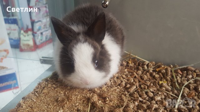 Малки декоративни зайчета, снимка 10 - Декоративни зайчета - 28688866