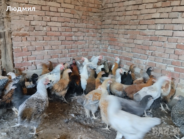 Селски ярки, снимка 4 - Кокошки и пуйки - 51645262