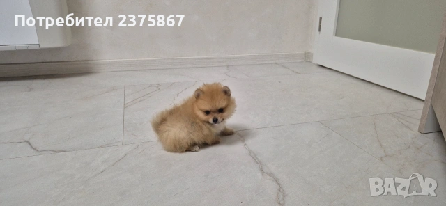 мъжко померанче,померан, снимка 3 - Померан - 53102173