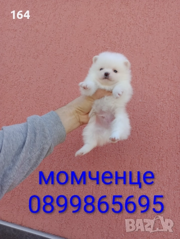 Померани. Белички. Реални снимки от 29.12.25 г., снимка 5 - Померан - 52926285