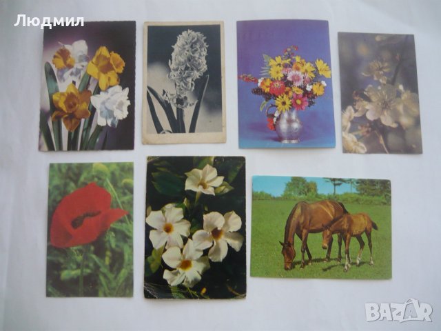 Пощенски картички с цветя и животни., снимка 7 - Колекции - 43512265