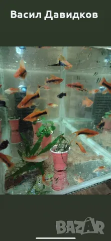 Живородни рибки  Плата, Гупа , Милинезия , снимка 17 - Рибки - 48259225