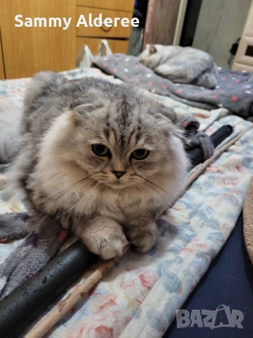 Британски късокосмести Британски късокосмести, снимка 4 - Британска късокосместа - 52921717