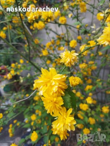 Декоративен храст жълта Керия японика, снимка 4 - Градински цветя и растения - 32839999