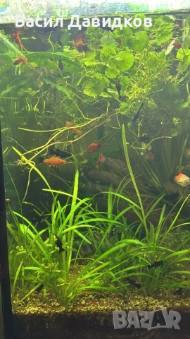 Плата , Молинезия , Гупи , Хелери , снимка 6 - Рибки - 51471426