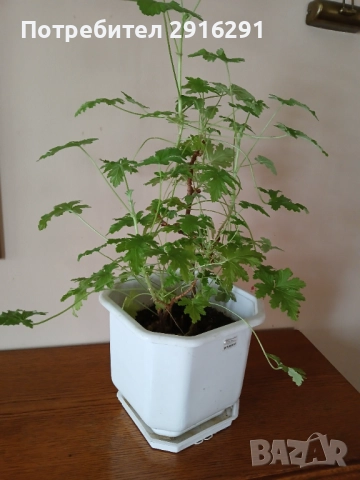 Цвете индрише, на 3 години  много здрав екземпляр, в саксия, снимка 4 - Стайни растения - 51754318