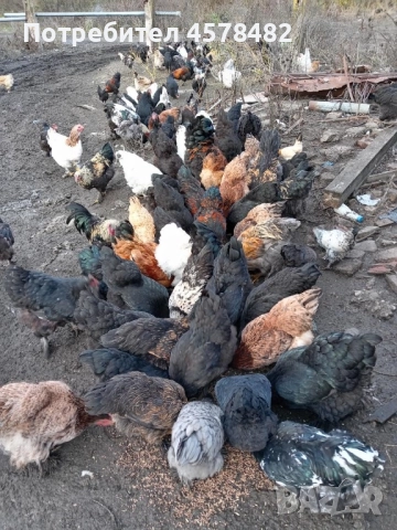 продавам свободно отглеждани кокошки