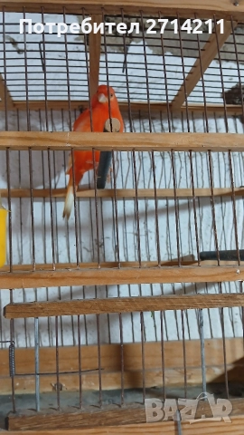 Канарчета , снимка 6 - Канари - 47907875