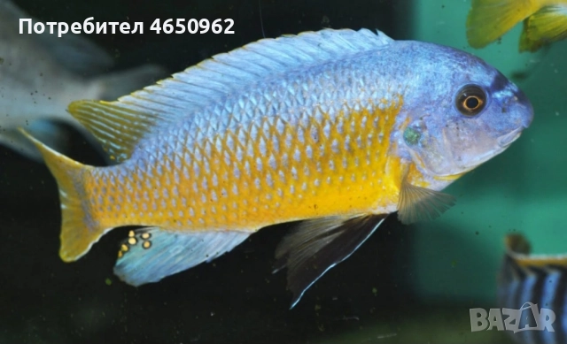 Аквариумни риби, африкански цихлиди от езерото Малави, снимка 7 - Рибки - 52414237