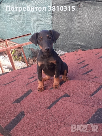 продавам ягдтериер, снимка 2 - Ягдтериер - 52565693