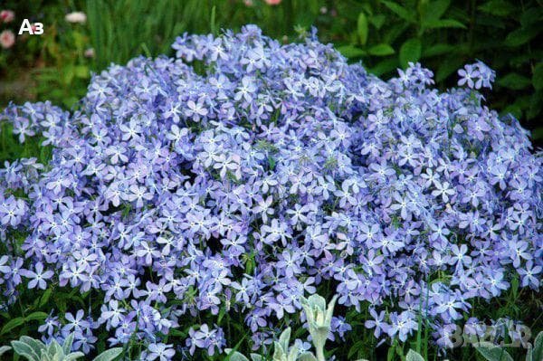 Продавам цветя Флокс за градината - разсад за пролетно засаждане, снимка 3 - Разсади - 28716156