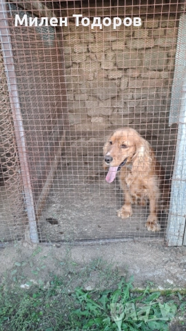 Куче търсач на трюфели , снимка 2 - Кокер шпаньол - 52158618