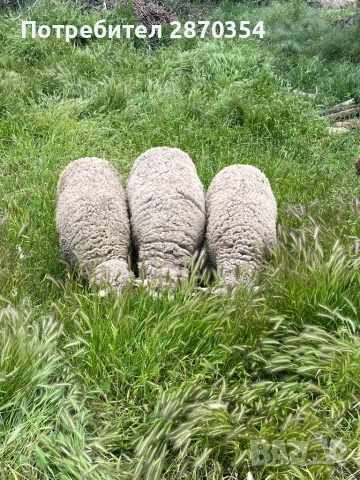 Ил Дьо Франс, снимка 2 - Овце - 50585537