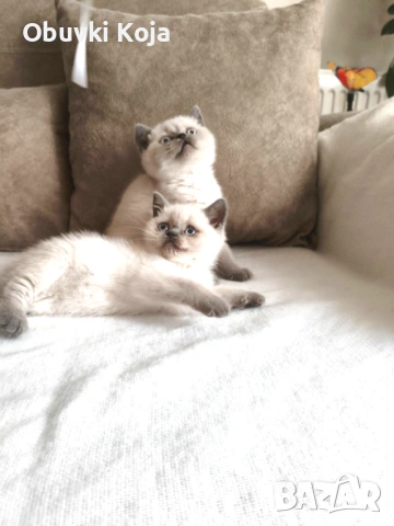 Уникални момиченца свикнало с малко детенце страхотен подарък за вашите любими 