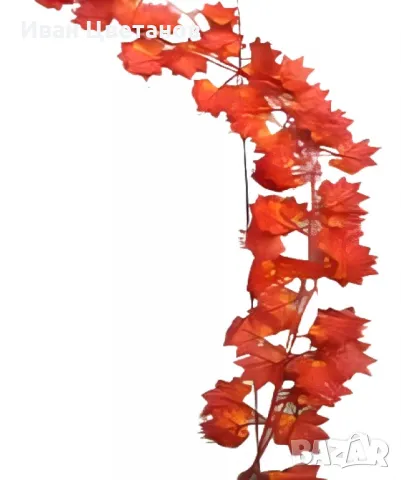 Елегантна декоративна есенна лиана