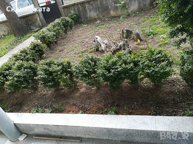 Чемшири за красиви градини, снимка 8 - Градински цветя и растения - 32554054